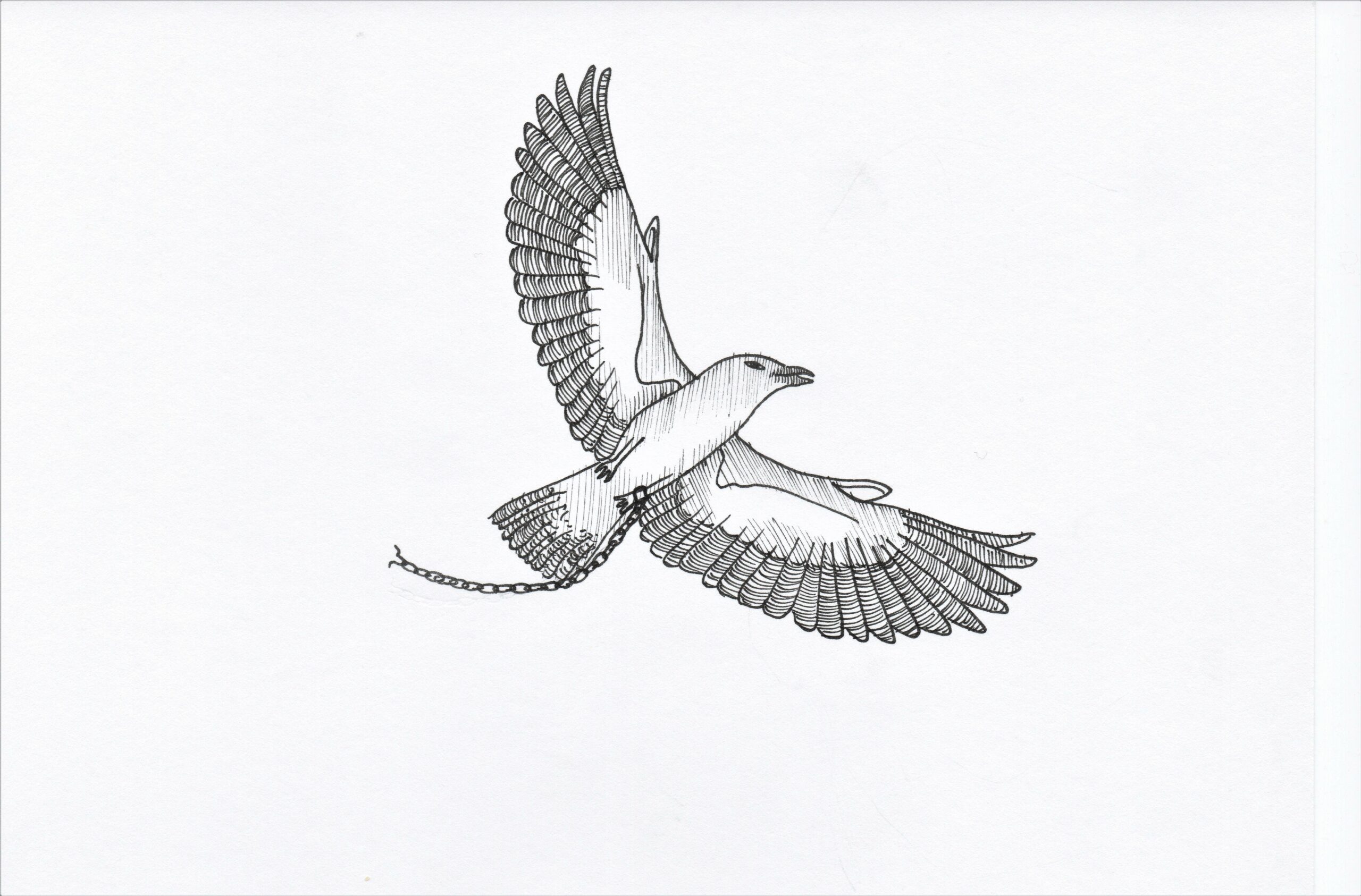Machins trucs chouettes - Anne Dessin crayon noir, Intenable groupe de musique, envolée d'un oiseau piégé